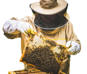 Pszczelarz w stroju ochronnym przy ulu z plastrem miodu i pszczołami. Przezroczyste tło.