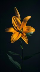 Obraz premium Yellow lily against dark background, isolated close-up. Botanical beauty concept