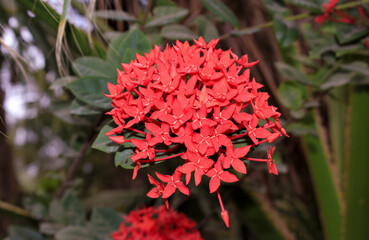 coccinea flower