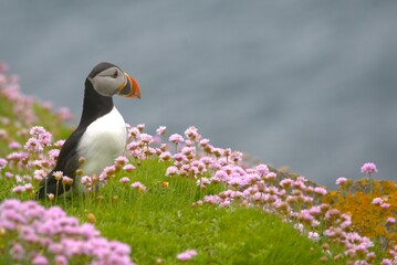 A puffin is looking to the right with a lot of roseus flowers armeria maritima and the sea in background