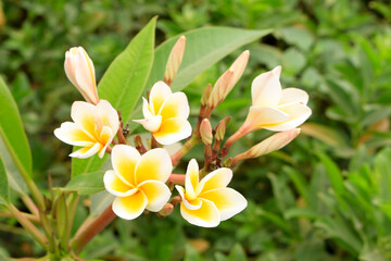 Obraz premium flower plants