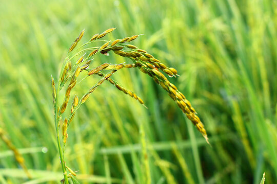Rice fields