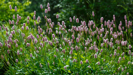 Snake knotweed ( lat. Persicaria bistorta ) is a herbaceous plant, a species of the genus Highlander ( Persicaria ) of the Buckwheat family ( Polygonaceae )