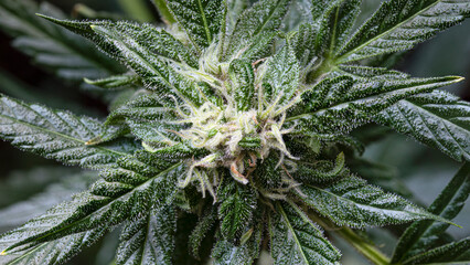 CBD medicinal automatic cannabis flower