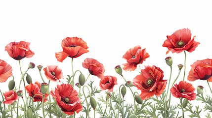 Fototapeta premium field of poppies isolated on white 