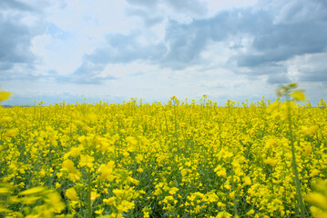 Obraz premium rapeseed field with cloudy sky