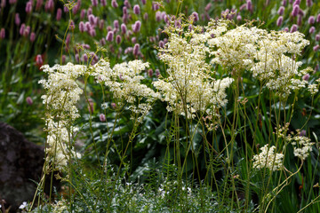 Common meadowsweet, or six-petalled meadowsweet ( lat. Filipendula vulgaris ) is a plant of the...
