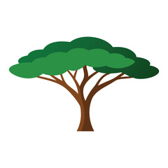 Acacia tree flat vector illustration on white background