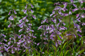 Penstemon hirsutus is a species of flowering plant in the plantain family known by the common name hairy beard-tongue. Bumblebee collects pollen and nectar on flowers Penstemon hirsutus