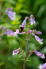 Bumblebee collects pollen and nectar on flowers Penstemon hirsutus