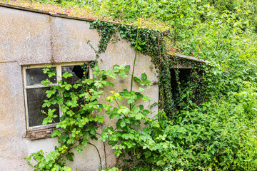 Neglected, derelict building overgrown with brambles