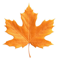 Obraz premium PNG Maple plant tree fragility.