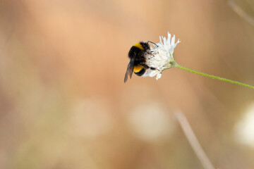 Abejorro común (Bombus terrestris lusitanicus) polinizando