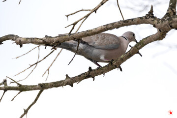 Tórtola turca o paloma de collar posada en la rama