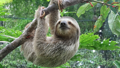 Funny sloth hanging on tree branch, cute face look, perfect portrait of wild animal in the Rainforest of Costa Rica scratching the belly, Bradypus variegatus, brown-throated three-toed sloth, relaxed