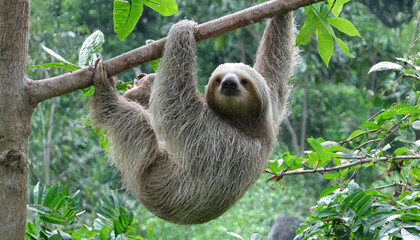 Funny sloth hanging on tree branch, cute face look, perfect portrait of wild animal in the Rainforest of Costa Rica scratching the belly, Bradypus variegatus, brown-throated three-toed sloth, relaxed