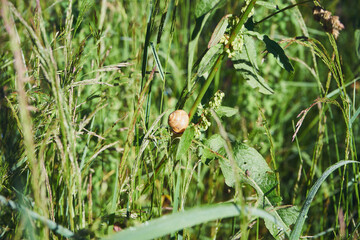 ślimak ,muszla ,ślimak winniczek, helix pomatia 