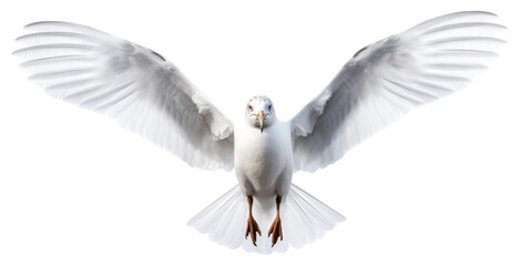 Fototapeta premium PNG Seagull flying animal white bird.
