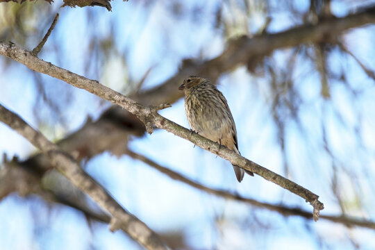Verdecillo o ser&iacute;n verdecillo (Serinus serinus)