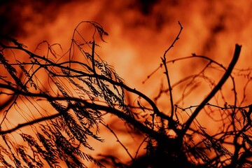 Silhouettes of dry branches against a fiery orange background