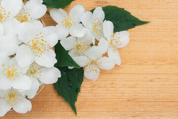 Jasmine flowers with a twig and leaves on a light wooden background with copy space