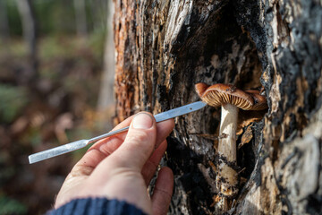 environmental scientist taking a sample in the forest looking at fungi and soil and plants in...