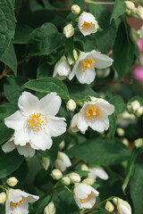 Obraz premium White jasmine flowers on a bush among green leaves. Growing garden shrubs