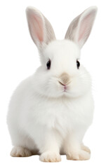 Fototapeta premium PNG Animal mammal rodent rabbit.