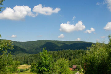 Green forest natural landscape on the mountain in summer