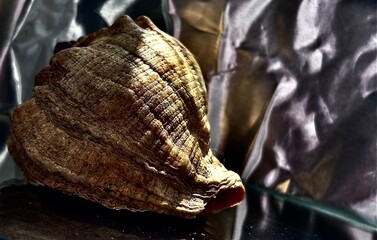 Close-up of a collection of seashells, showcasing their intricate textures and natural colors. The...
