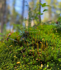 the detail of the moss and background blur makes this image interesting as it highlights the micro-ecosystem inside the forest