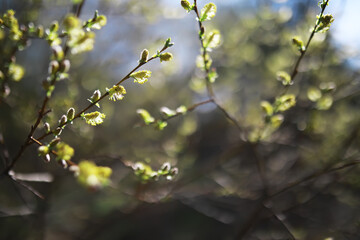 Close-Up of Blossoming Tree Branch with Fresh Green Leaves in Springtime Nature