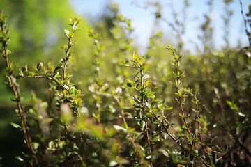 Close-Up of Fresh Green Shrub Foliage in Sunlight: Nature, Spring, Growth, and Serenity