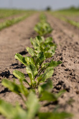 a field with white beetroot for the production of white beet sugar