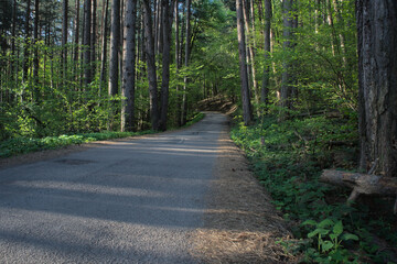 Obraz premium Paved road winding through a pine forest, surrounded by green trees and woodland.