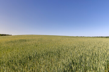 agriculture in the summer with a lot of green cereals
