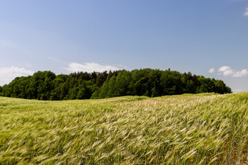 Fototapeta premium unripe barley ears in spring