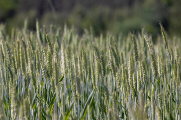 Fototapeta premium agriculture in the summer with a lot of green cereals