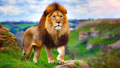 Strong and confident lion on a hill Lioness relaxing on the rock with blue sky in background African Lion Standing on Mossy Rock