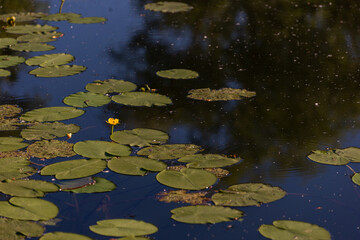water lily in the pond, yellow flower 