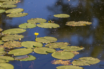 water lily in the pond, yellow flower 