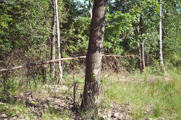 łąka,drzewo  © Marcin Łazarczyk