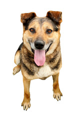 Happy dog sitting open mouth tongue out isolated on white background. Portrait of adorable smile...