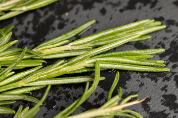 green fresh rosemary is a spice in cooking