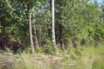 drzewa  © Marcin Łazarczyk