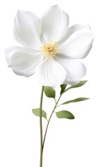 PNG White flower blossom petal plant.