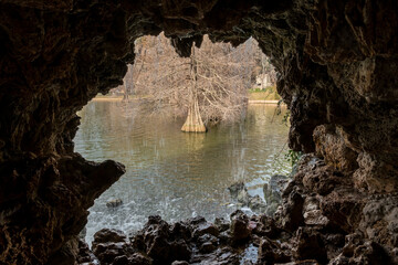 Beautiful image of a cypress growing in the center of a lake seen from inside a cave with water falling