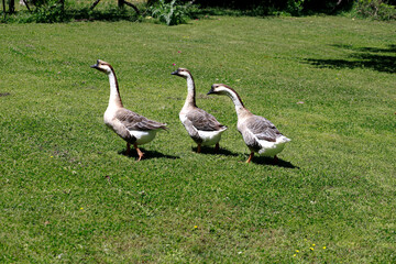 Three geese scratching on a meadow.