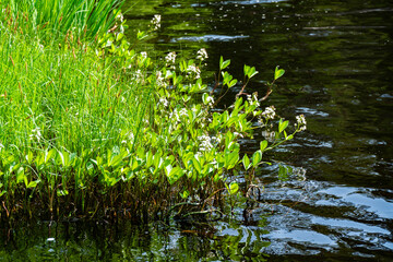 Close-up of vibrant green plants and delicate white flowers growing along the edge of a river, reflecting in the calm water. Ideal for themes of nature, tranquility, and botany.