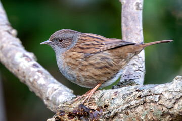 Dunnock (Prunella modularis) - Commonly Found in Europe and Asia